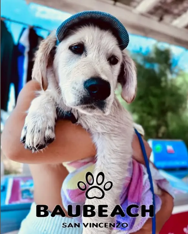 Dog Beach – San Vincenzo (LI)