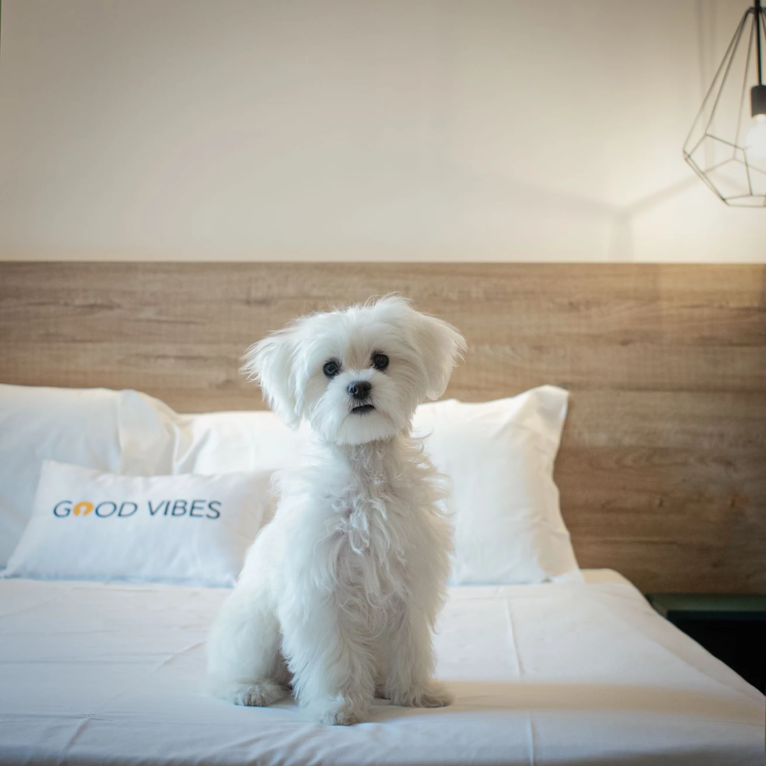 EVO HOTEL