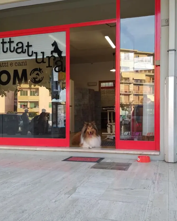 Momo Toelettatura