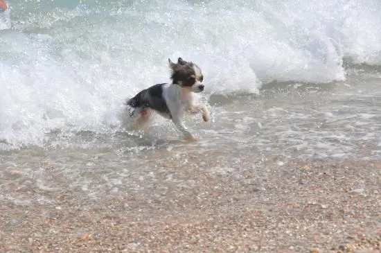 Baia Canaria – Dog Beach