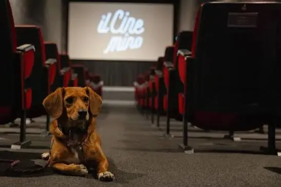 Cinema Pet‑Friendly: CineBau