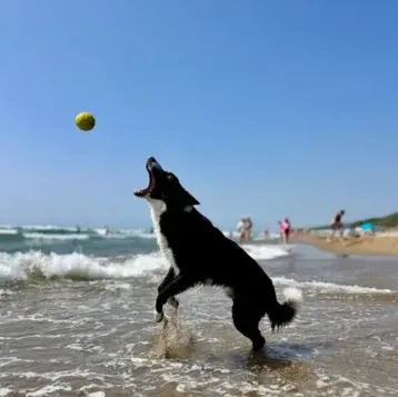 Dog Beach – San Vincenzo (LI)