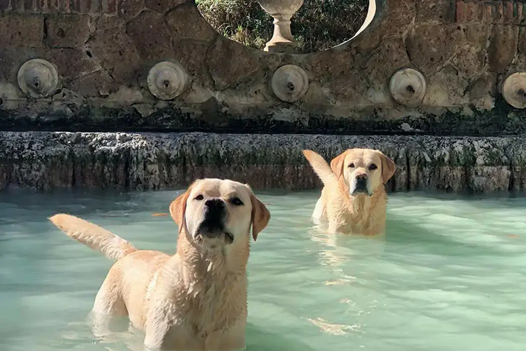 Dog Spa – Terme di Stigliano