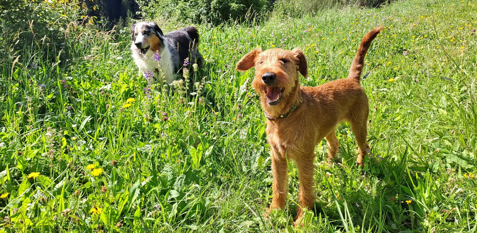 Hundepension Südtirol – Pensione/Day Care per Cani