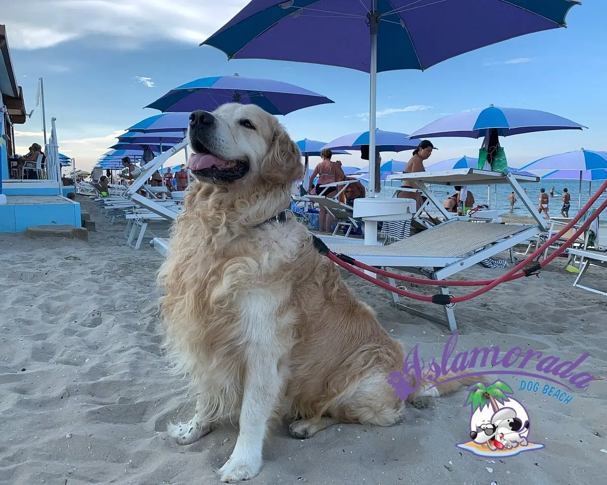 ISLAMORADA – Dog Beach
