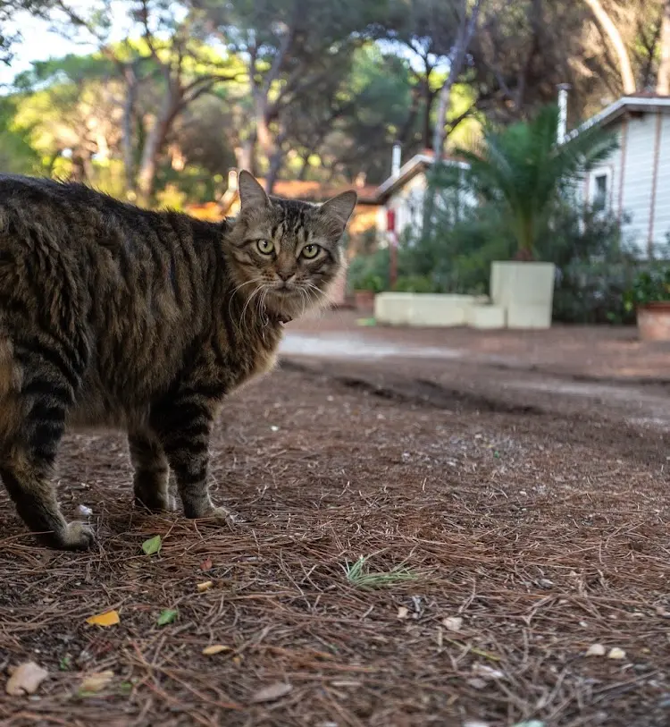 🐾 Camping Village Il Sole – Marina di Grosseto (GR)